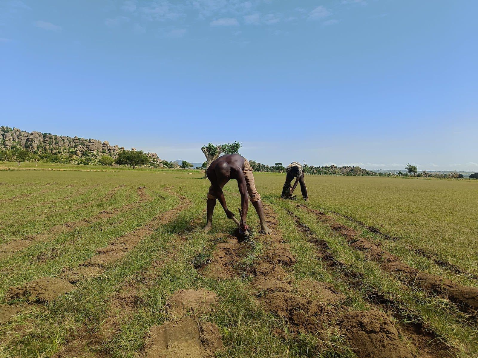 Two people working in a green field with a rocky hill in the background under a clear blue sky.