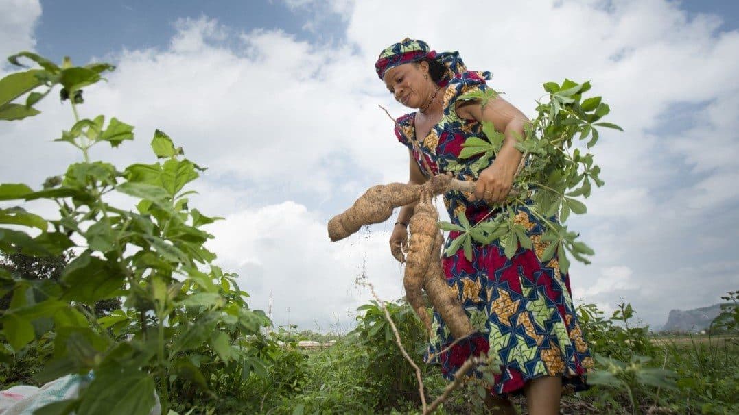 Female Smalholder Farmers at Great Disadvantage In Nigeria - Report