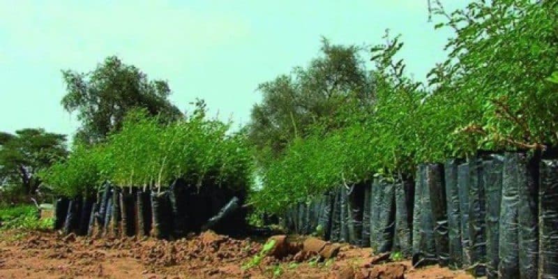 Cameroon Spends $2 Million Annually On “Green Sahel” Reforestation Project