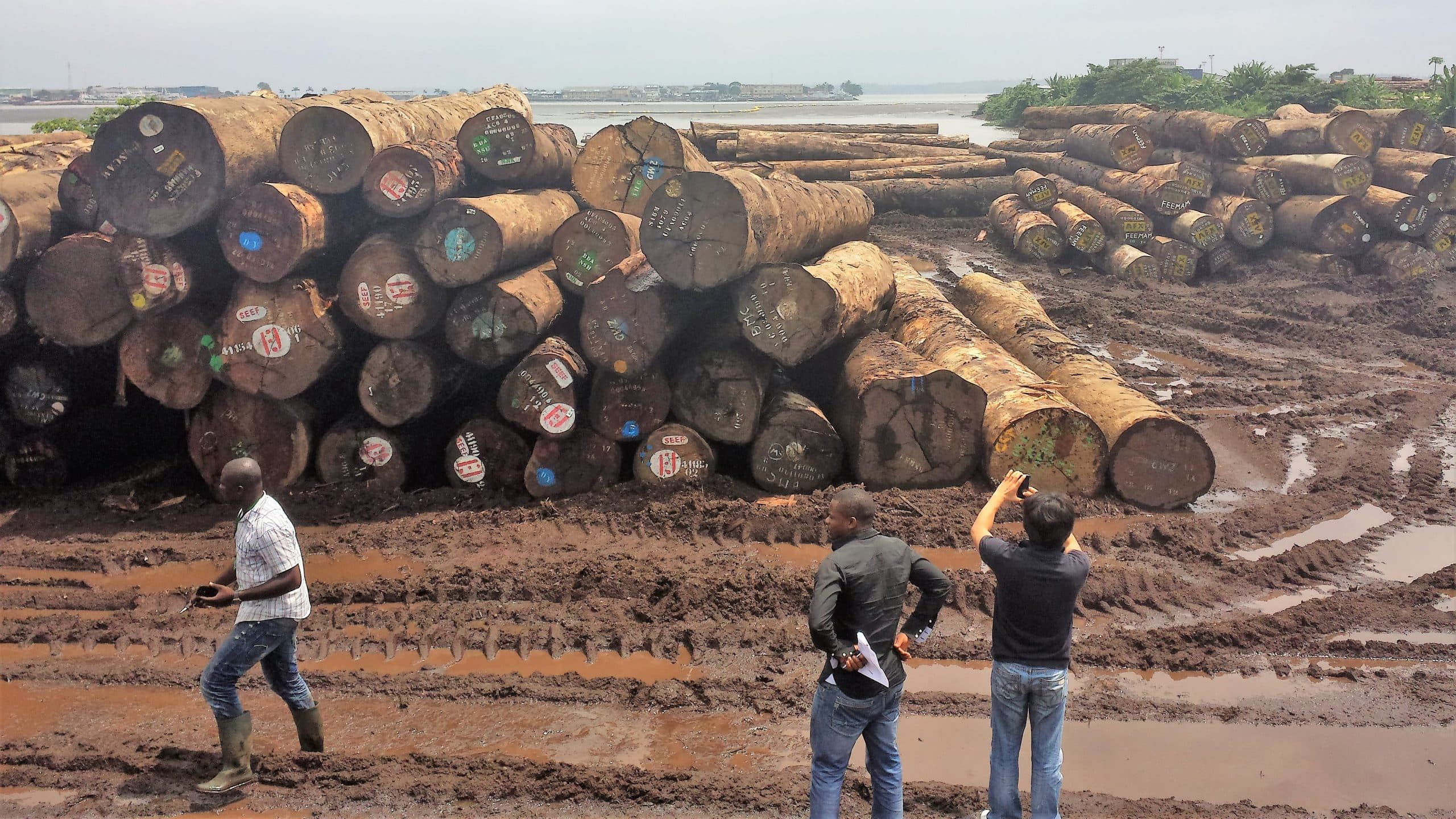 Cameroon To Witness Drop In Tree Cultivation As Timber Export Falls