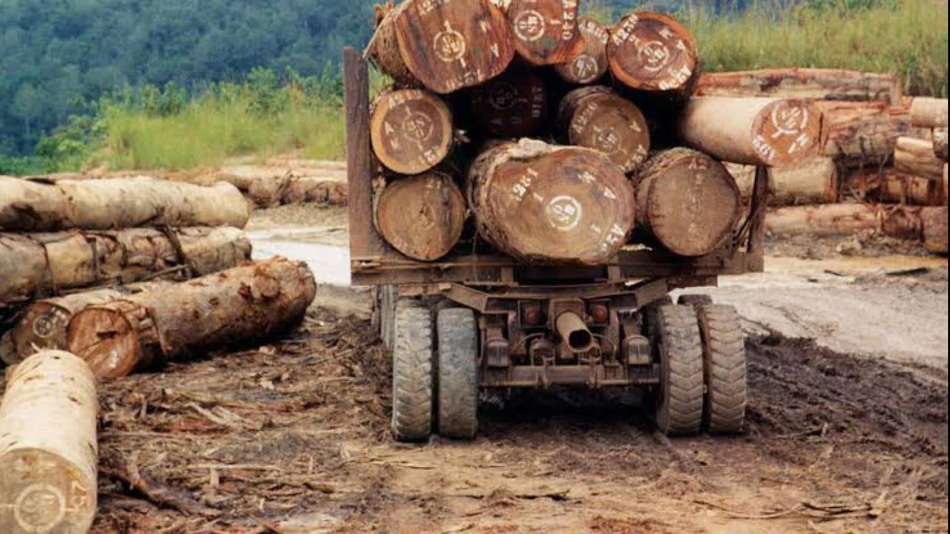 DR Congo Violating Its Own Decision To Suspend Issuance Of Timber Exploitation License