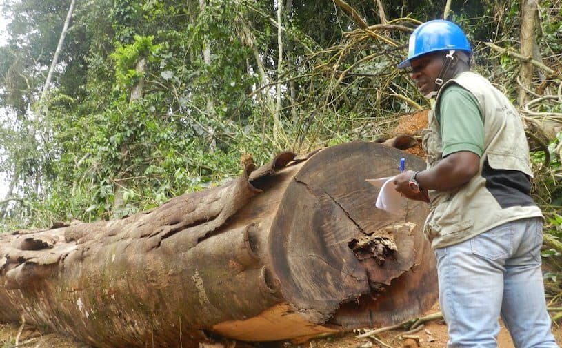 Cameroon: 1,500 Square Metres Of Illegally Exploited Timber Seized In Littoral So Far