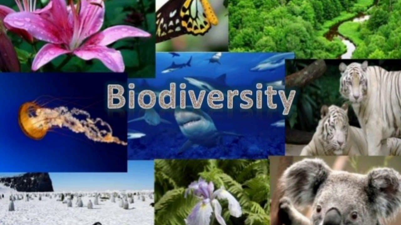 France Gives 10M Euros To Finance Biodiversity Protection In Cameroon