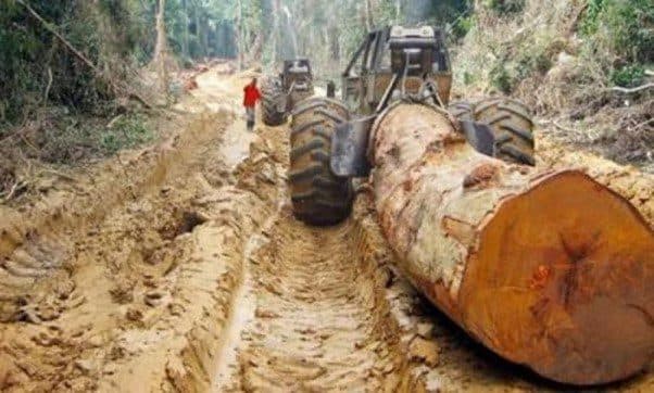 Cameroon Educates Forestry Exploiters On Open Timber Portal Usage