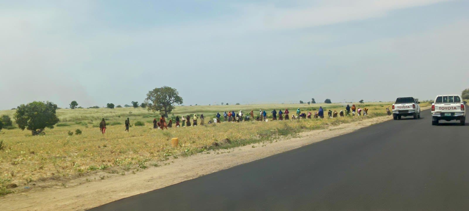 Farmers harvesting crops in the farmlands along the Maiduguri-Bama highway.