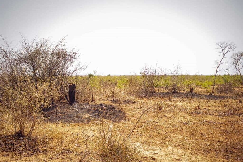 Sunlit arid landscape with sparse vegetation and signs of a past fire event.