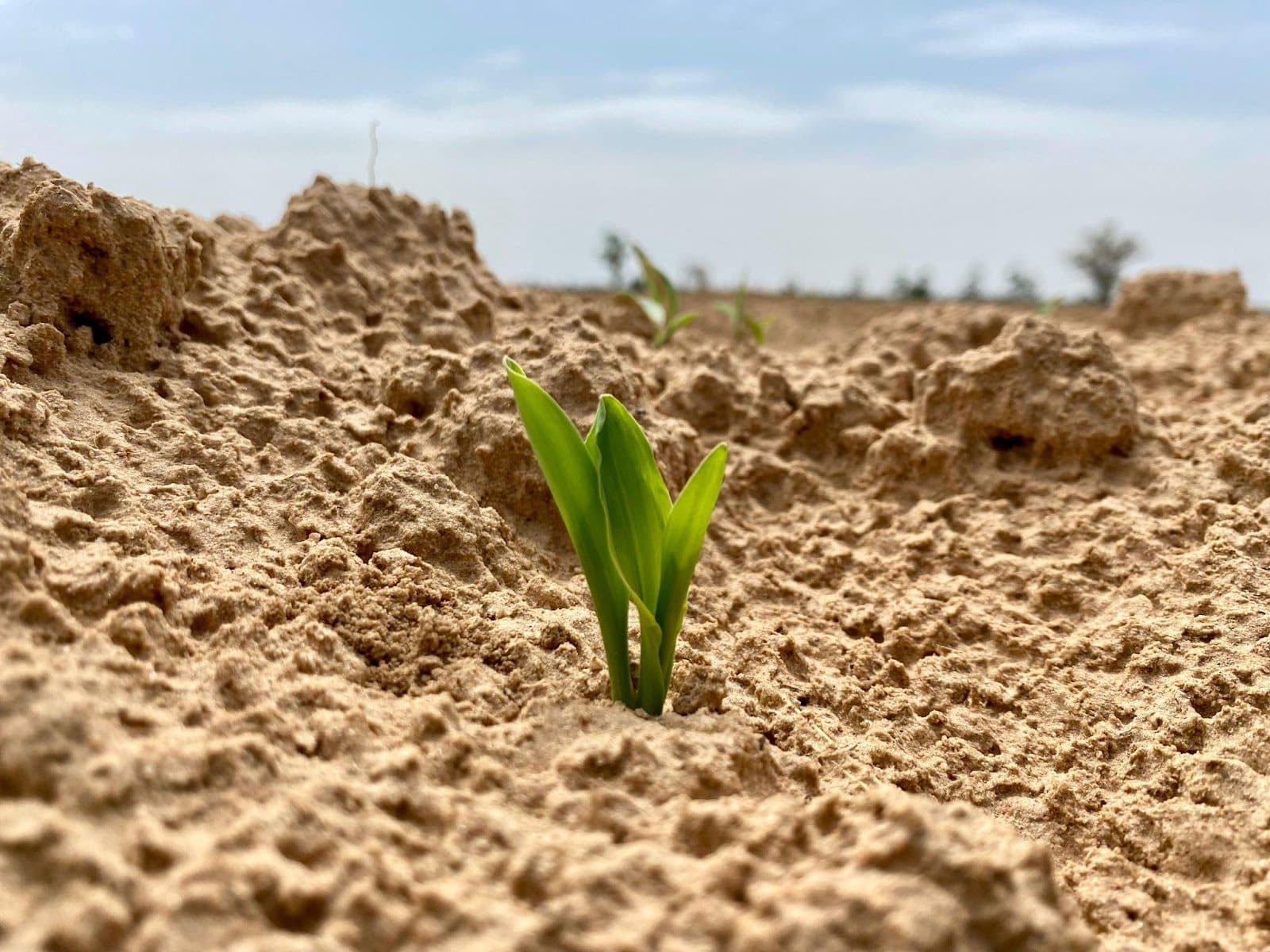 A young green plant sprouting through dry, cracked earth under a bright sky.
