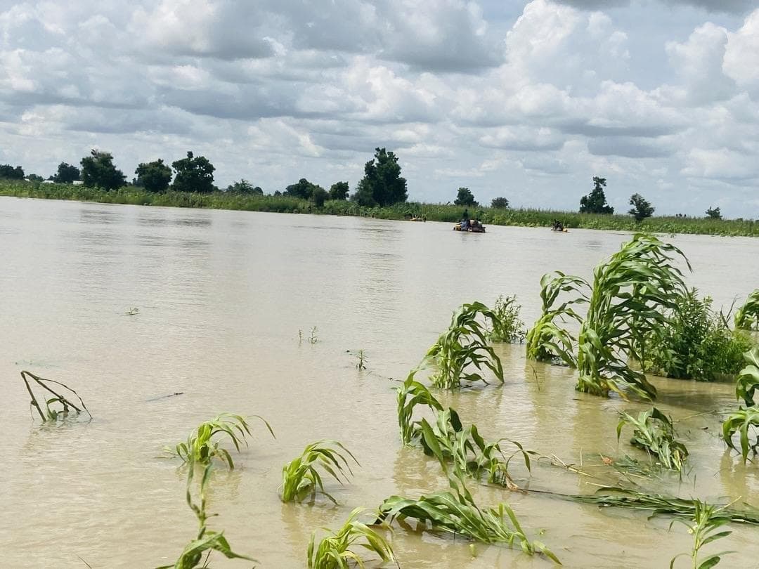 People in boats navigating through a flooded area with submerged crops and cloudy skies.