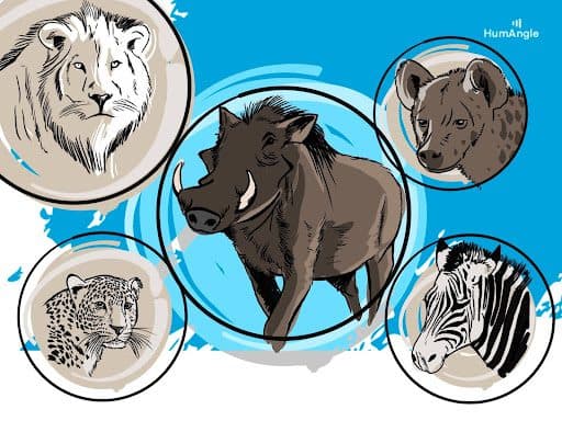 Illustration of a warthog surrounded by a lion, leopard, hyena, and zebra against a blue background.