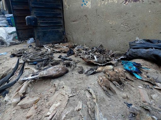 Ground covered with dried animal and bird remains near a wall.