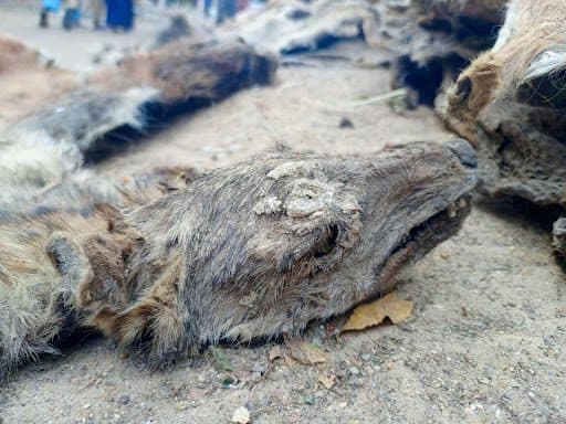 Close-up of an animal hide on the ground, showing a weathered and textured surface with surrounding loose dirt and leaves.