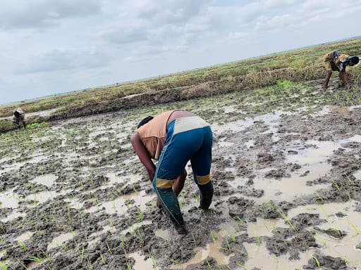Farmers bending over in a wet rice paddy, planting seedlings under a cloudy sky.