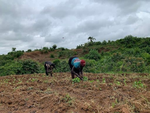 Two people farming in a lush, green field under a cloudy sky.