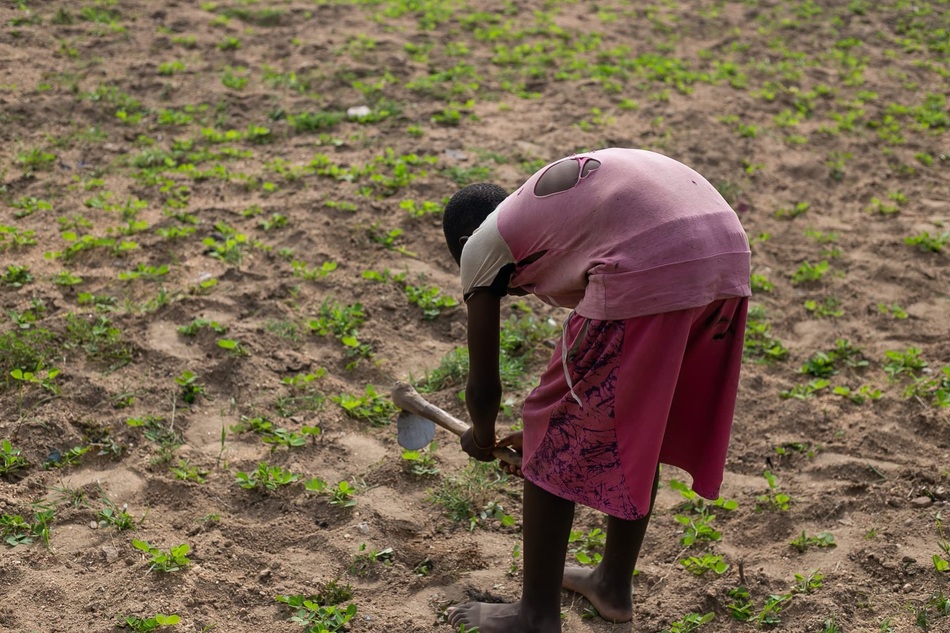 Person in pink shirt and skirt hoeing soil in a field with young plants.