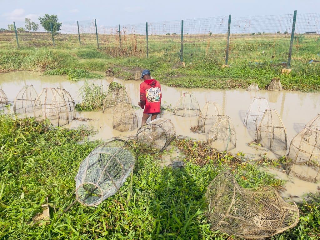Person in a red shirt wading in a muddy field with large fish traps scattered around.