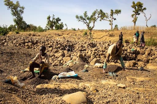 Children working on rocky terrain with tools, surrounded by dry land and scattered trees under a clear sky.