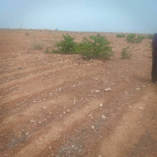 A dry, barren landscape with scattered green shrubs under a clear blue sky.