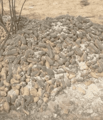A pile of harvested cassava roots on the ground, surrounded by dry soil and sparse vegetation.