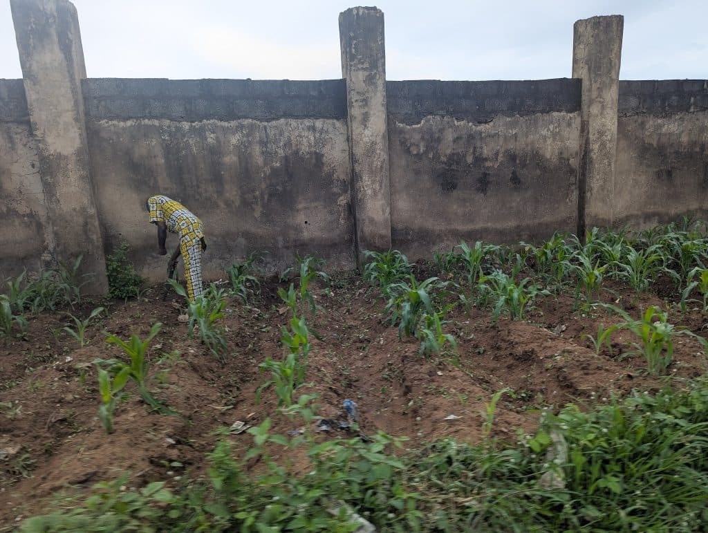 Person tending to young plants near a weathered concrete wall, wearing a colorful patterned outfit.