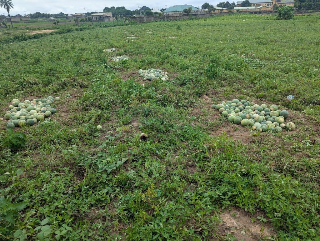 Field with clusters of watermelons scattered on the ground, ready for harvest.
