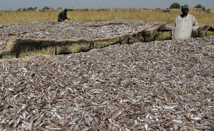 How Boko Haram Sustains Operations Through International Trade in Smoked Fish
