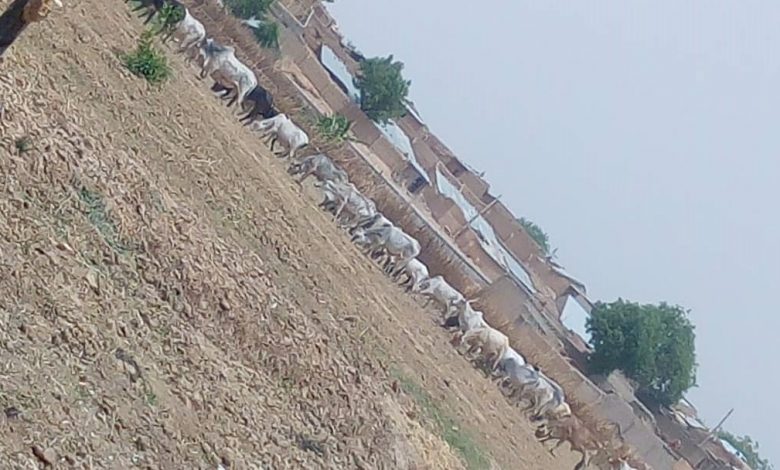 Sell Us Your Farms Or Risk More Attacks - Herders To Farmers In Zamfara