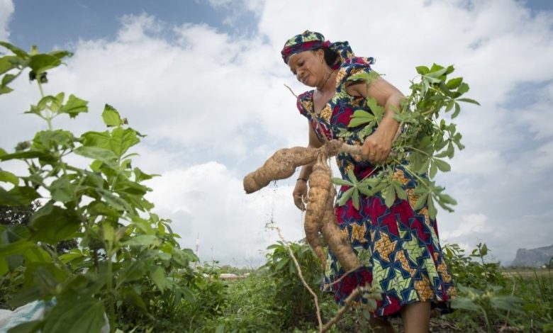 Female Smalholder Farmers at Great Disadvantage In Nigeria - Report