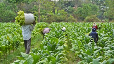 COVID-19 Drives Malawi Tobacco Farmers To The Brink