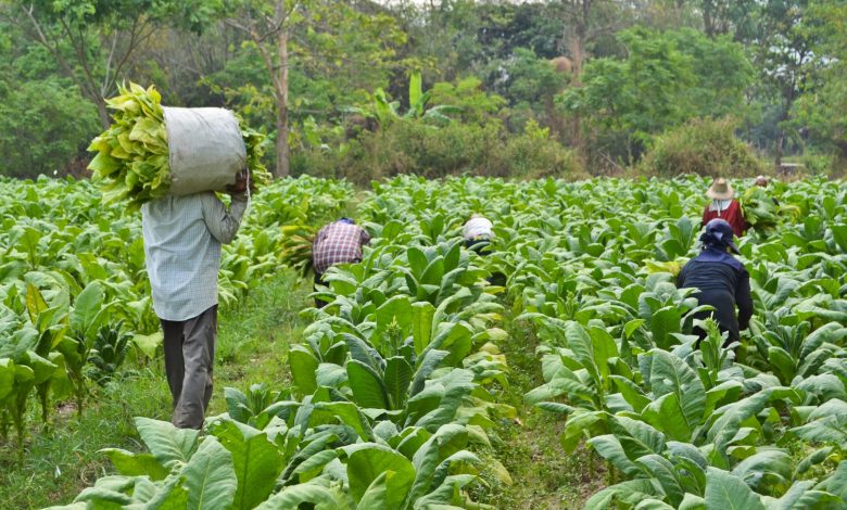 COVID-19 Drives Malawi Tobacco Farmers To The Brink