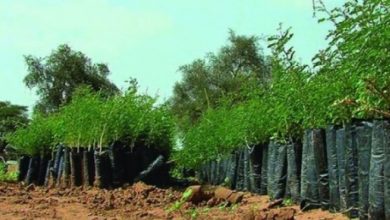 Cameroon Spends $2 Million Annually On “Green Sahel” Reforestation Project