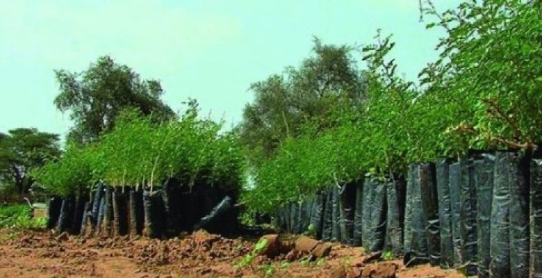Cameroon Spends $2 Million Annually On “Green Sahel” Reforestation Project