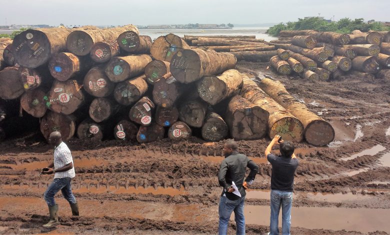 Cameroon To Witness Drop In Tree Cultivation As Timber Export Falls