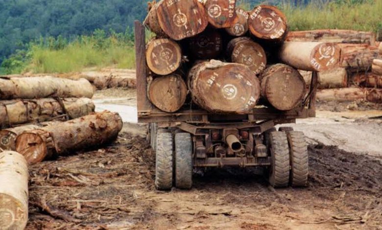 DR Congo Violating Its Own Decision To Suspend Issuance Of Timber Exploitation License