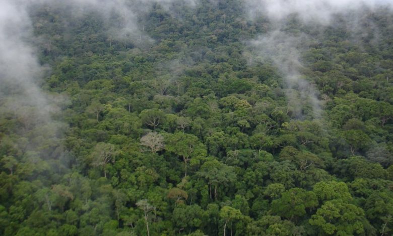 Deforestation, Climate Change Endanger Freetown’s Water Supply