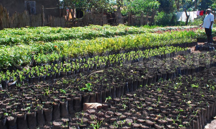 Desertification: Borno State To Begin First Phase of ‘10 Million Trees' Project