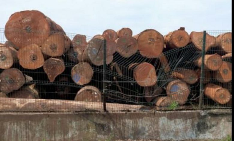 Greenpeace Commend Cameroon For Rejecting Tax Reduction For Timber Exploiters