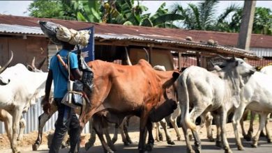 Gunmen kill 1, Rustle 150 Cows In Fresh Attack on Katsina Village