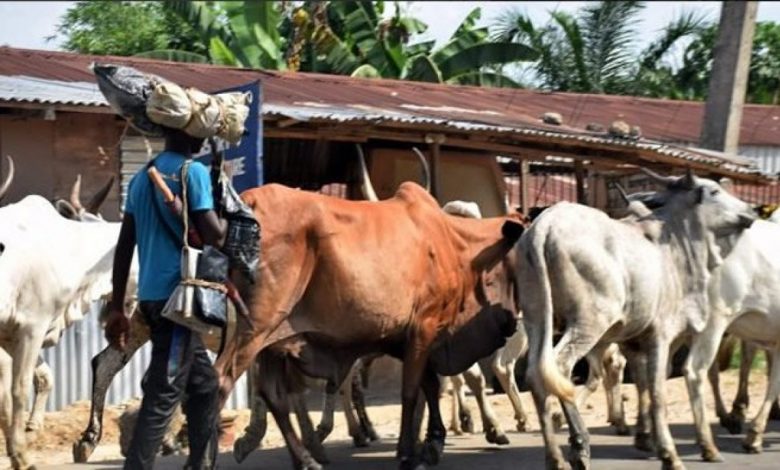 Gunmen kill 1, Rustle 150 Cows In Fresh Attack on Katsina Village