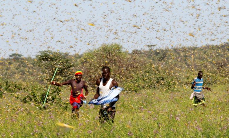 FG Prepares To Check Possible Locust Invasion In Northern Nigeria