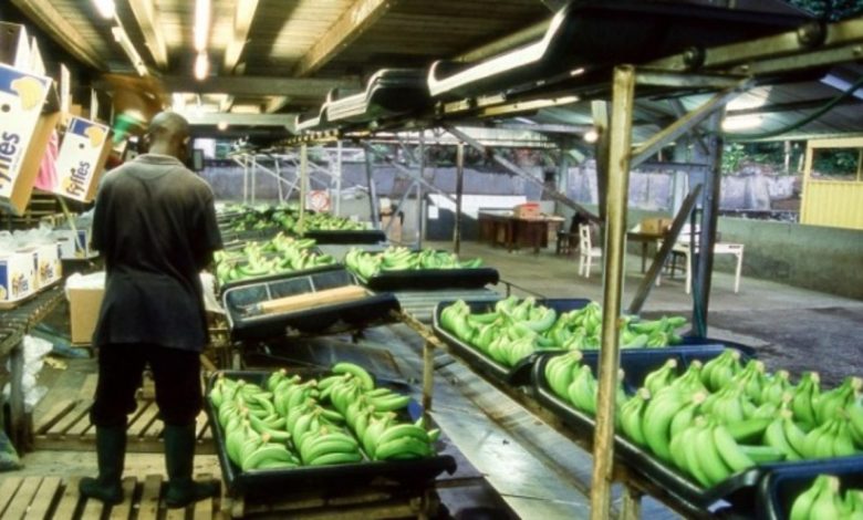 Cameroon Banana Exports Rise By 10%