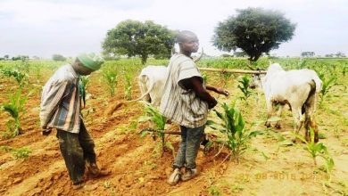Peace Gradually Returning To Zamfara Communities But Farmers Face Difficulties Accessing Farmlands