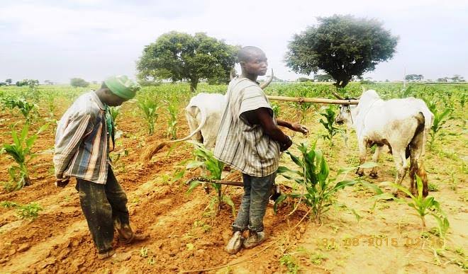 Peace Gradually Returning To Zamfara Communities But Farmers Face Difficulties Accessing Farmlands