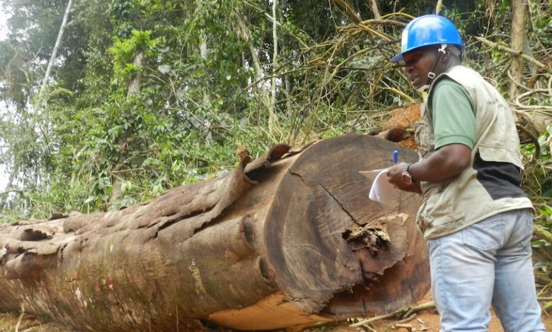 Cameroon: 1,500 Square Metres Of Illegally Exploited Timber Seized In Littoral So Far