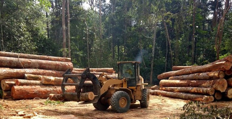 Civil Society In Central African Republic Raises Alarm On Illegal Exploitation Of Forests