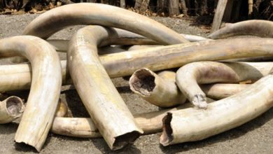 Gabon: Environmental Activists Say 1 Year Jail Term For Ivory Traffickers Not Enough