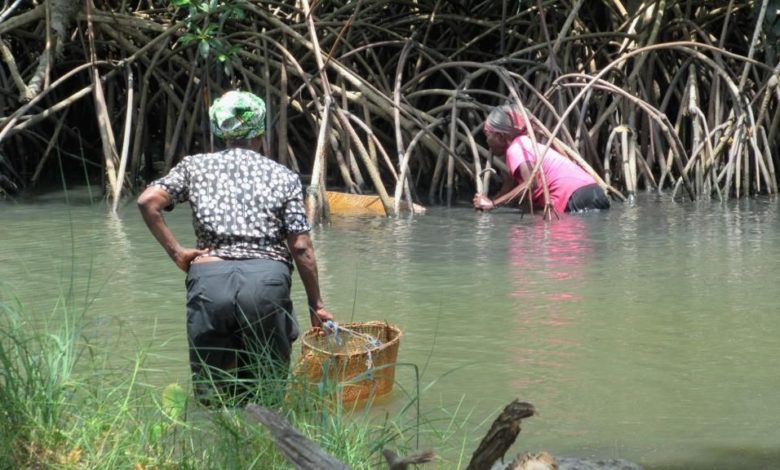 Gabon Govt Condemned For Indifference Over Mass Destruction Of Mangroves