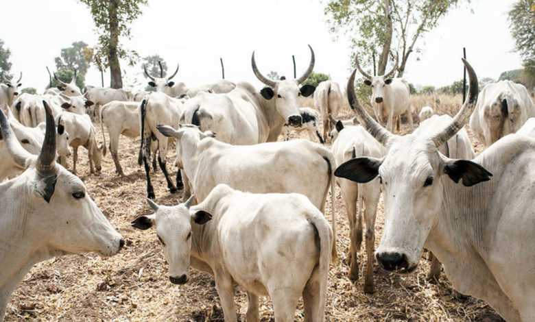 Hoodlums Attack Herdsman In Kogi, Rustle Animals