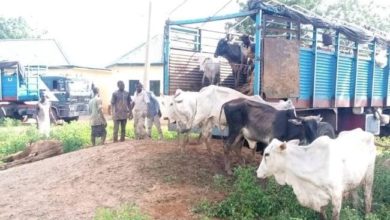 Immigration Officer Arrested With Suspected Rustled Cattle in Katsina