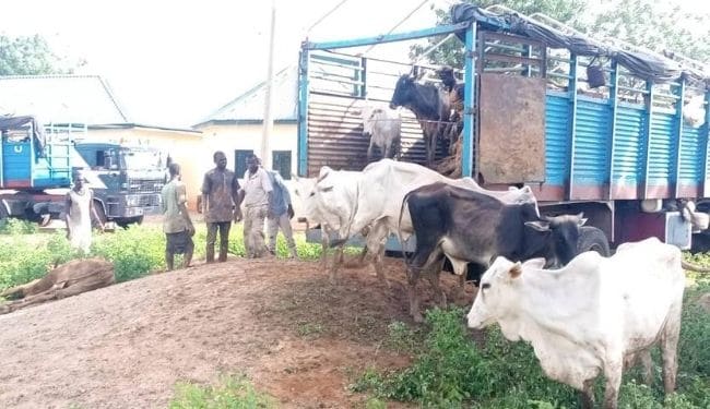 Immigration Officer Arrested With Suspected Rustled Cattle in Katsina