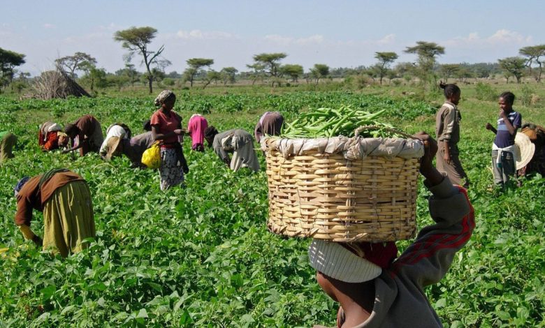 Kidnapping, Attacks Threaten Food Security, Oyo Farmers Warn